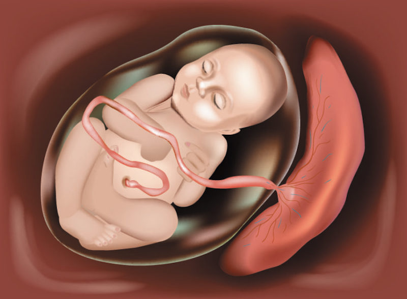  Sự liên kết đặc biệt giữa mẹ và bé thông qua nhau thai